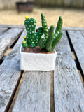 Gentle Bloom