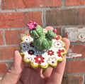 Little Prickly, Lots of Pretty